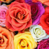 asmamujahid10